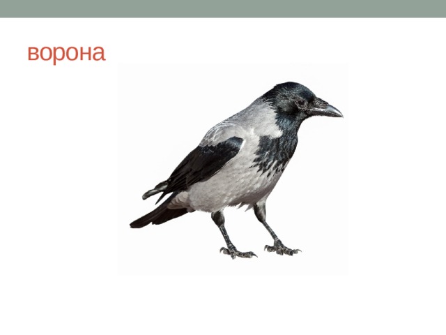 ворона 