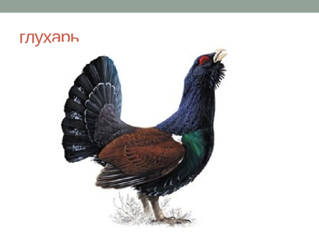 глухарь 