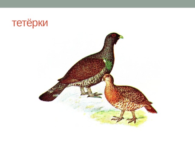 тетёрки 