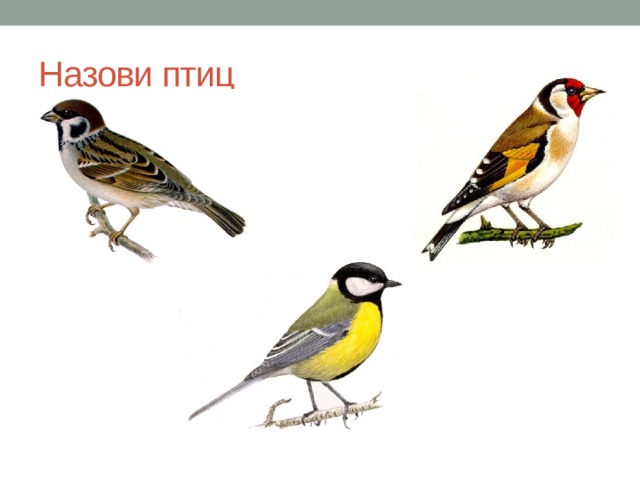 Назови птиц 