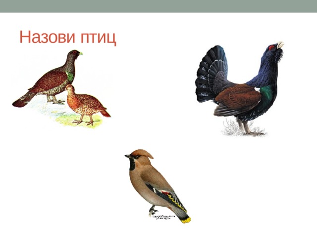Назови птиц 