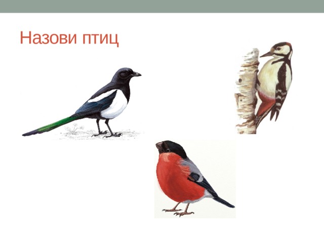 Назови птиц 