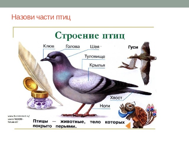 Назови части птиц 