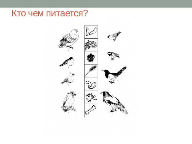 Кто чем питается? 