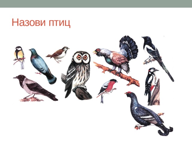 Назови птиц 