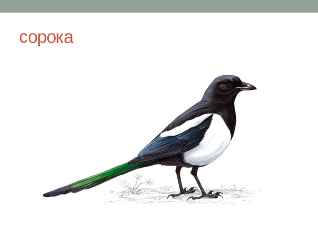 сорока 