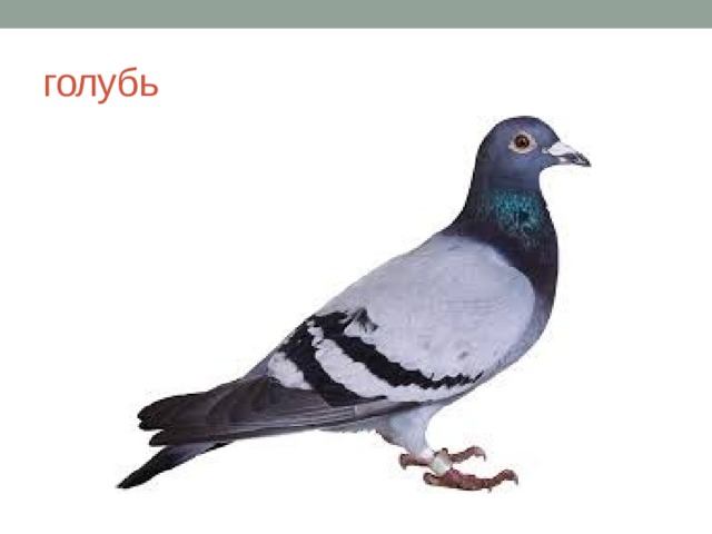 голубь 