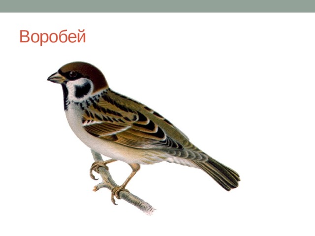 Воробей 