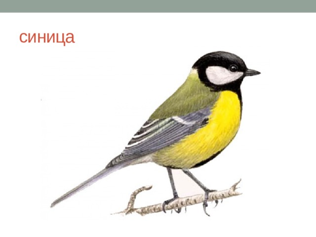 синица 