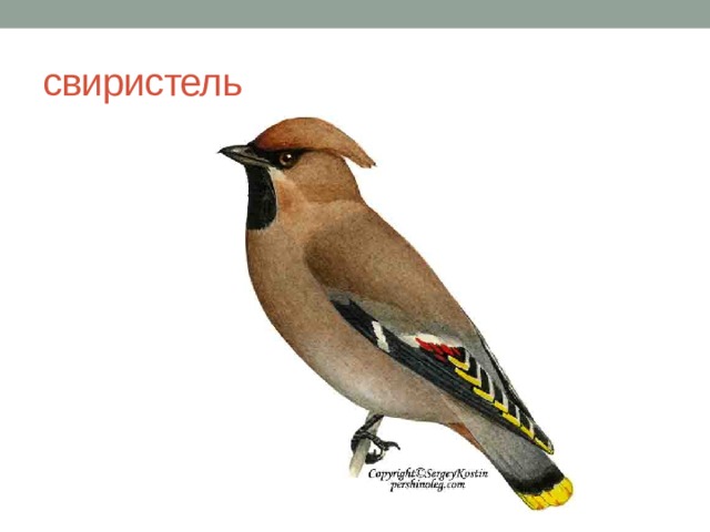 свиристель 