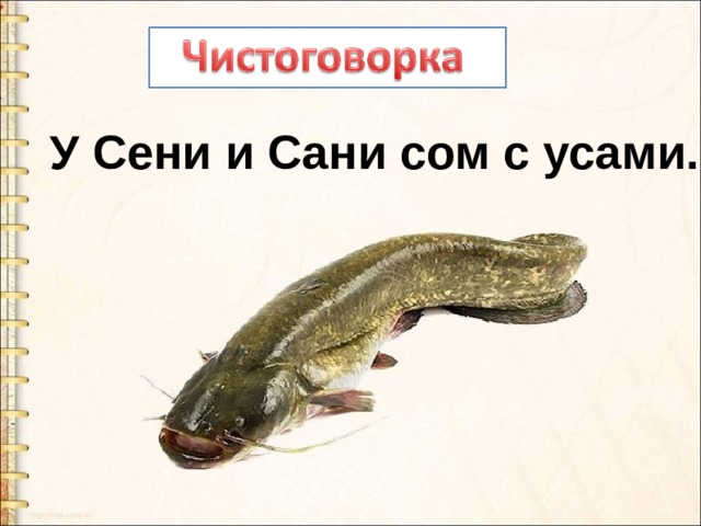 У сени и сани сом с усами. Сом с усами.