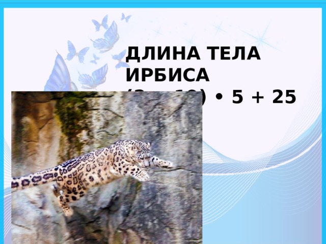 ДЛИНА ТЕЛА ИРБИСА  (2 + 19) • 5 + 25 (СМ)   
