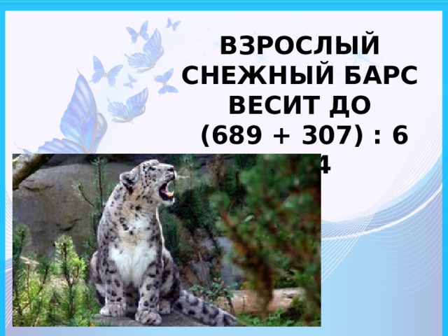ВЗРОСЛЫЙ СНЕЖНЫЙ БАРС ВЕСИТ ДО  (689 + 307) : 6 -29·4  КГ 