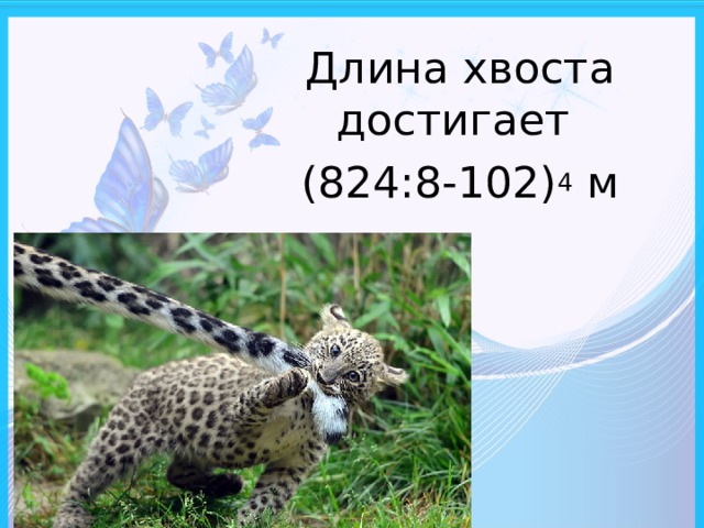 Длина хвоста достигает (824:8-102) 4 м 