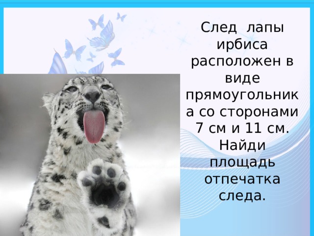 След лапы ирбиса расположен в виде прямоугольника со сторонами 7 см и 11 см. Найди площадь отпечатка следа. 