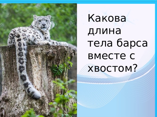 Какова длина тела барса вместе с хвостом? 