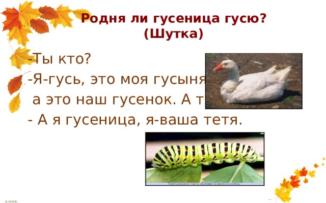 Родня ли гусеница гусю?  (Шутка) -Ты кто? -Я-гусь, это моя гусыня,  а это наш гусенок. А ты кто? - А я гусеница, я-ваша тетя.  