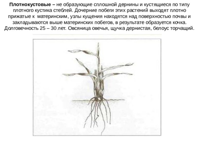 Схемы типов кущения