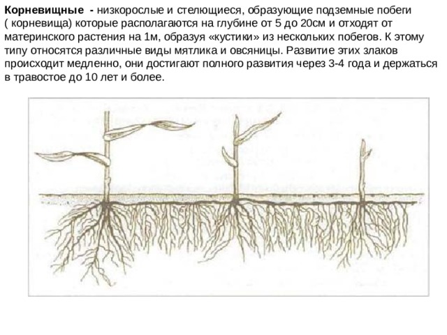 Корневая система кедра сибирского схема