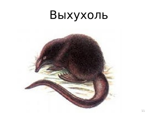 Выхухоль картинки рисунок