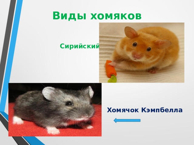 Виды хомяков    Сирийский хомяк.    Хомячок Кэмпбелла 