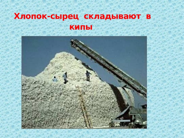 Хлопок-сырец складывают в кипы  