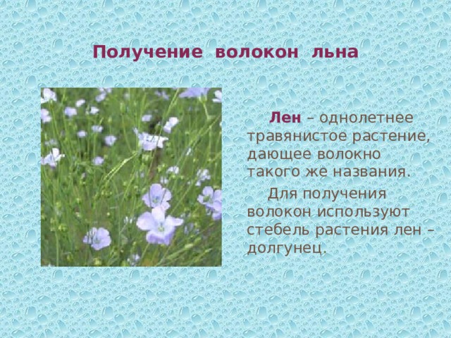 Получение волокон льна  Лен  – однолетнее травянистое растение, дающее волокно такого же названия.  Для получения волокон используют стебель растения лен – долгунец . 