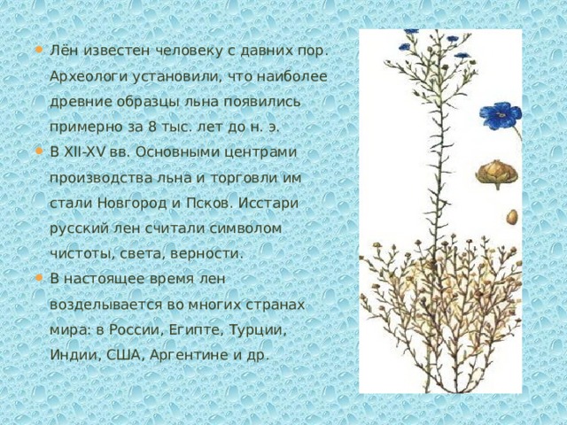 Лён  известен человеку с давних пор. Археологи установили, что наиболее древние образцы льна появились примерно за 8 тыс. лет до н. э. В XII-XV вв. Основными центрами производства льна и торговли им стали Новгород и Псков. Исстари русский лен считали символом чистоты, света, верности. В настоящее время лен возделывается во многих странах мира: в России, Египте, Турции, Индии, США, Аргентине и др. 