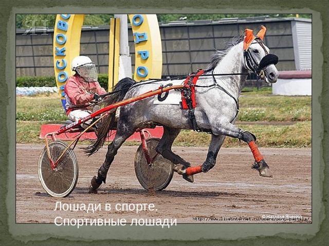 Лошади в спорте. Спортивные лошади 