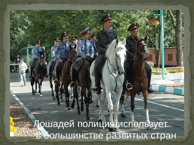 Лошадей полиция использует  в большинстве развитых стран 
