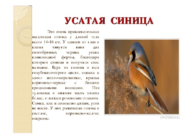 Проект птицы красной книги 2 класс Животные Воронежской области занесённые в Красную книгу
