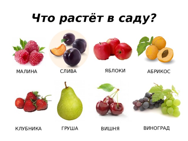 Груша слива