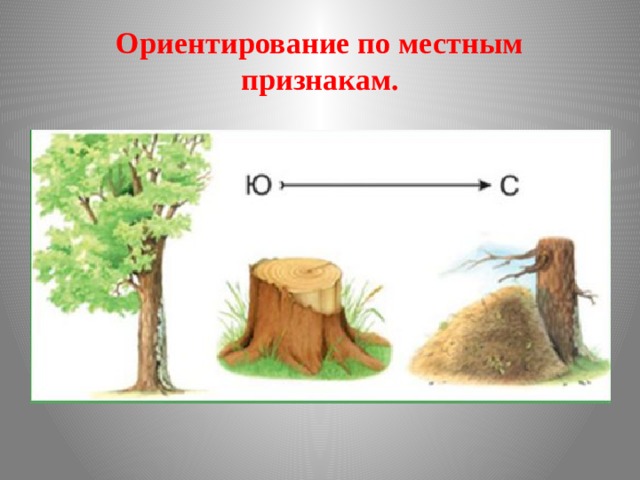 По каким природным признакам можно определить стороны горизонта рисунки