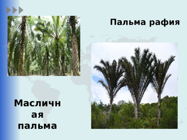 В какой природной зоне растет пальма