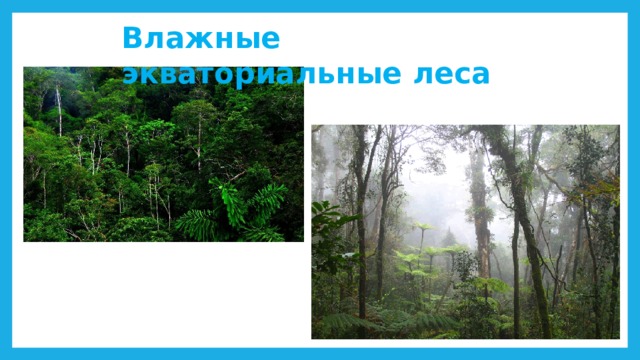 Влажные экваториальные леса это природная зона. Экваториальные леса. Влажные экваториальные леса. Постоянно влажные экваториальные леса. Ярусы экваториального леса.