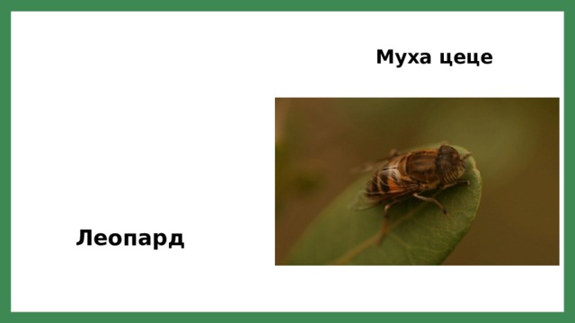 Муха цеце Леопард 