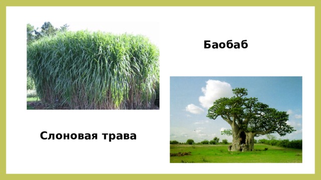 Баобаб Слоновая трава 