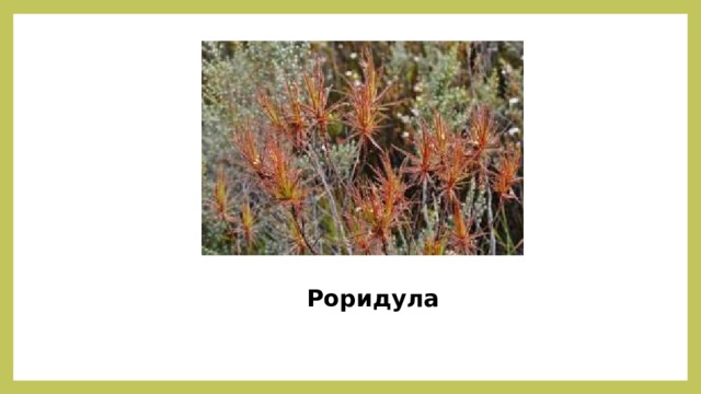 Роридула 