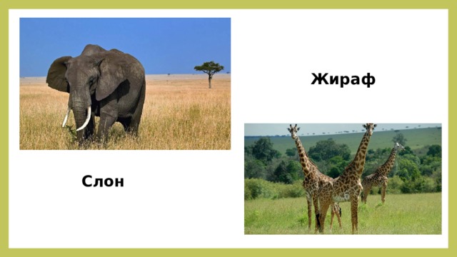 Жираф Слон 