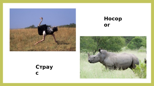 Носорог Страус 