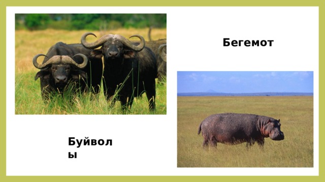 Бегемот Буйволы 