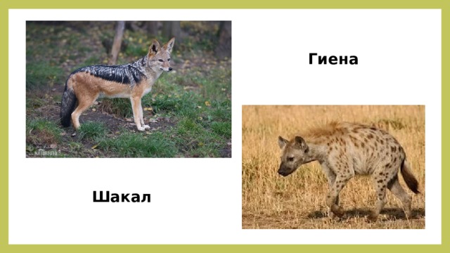 Гиена Шакал 