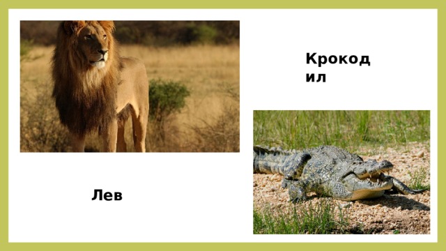 Крокодил Лев 