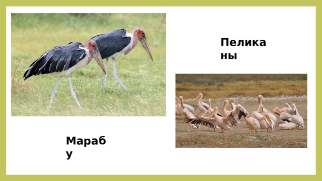 Пеликаны Марабу 