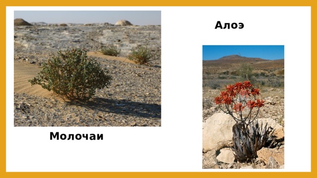 Алоэ Молочаи 