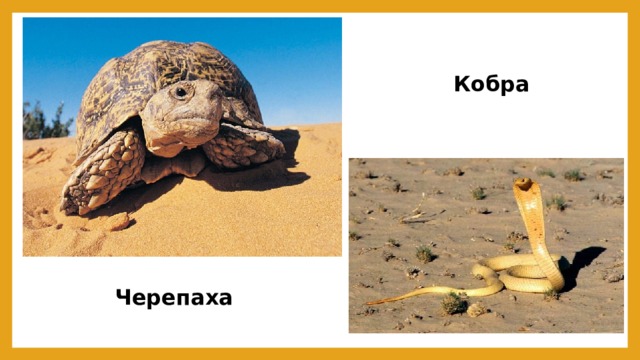 Кобра Черепаха 
