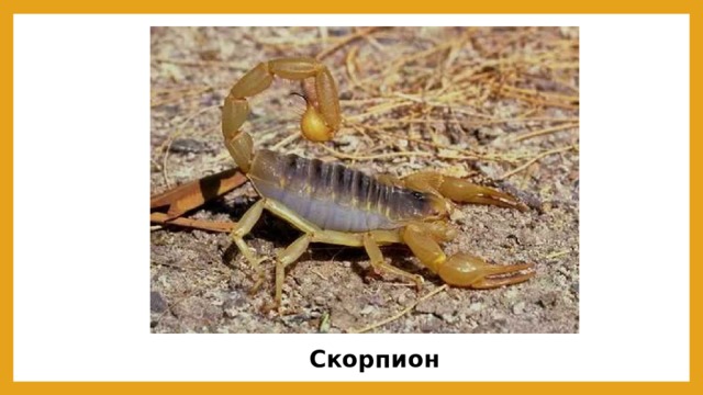 Скорпион 