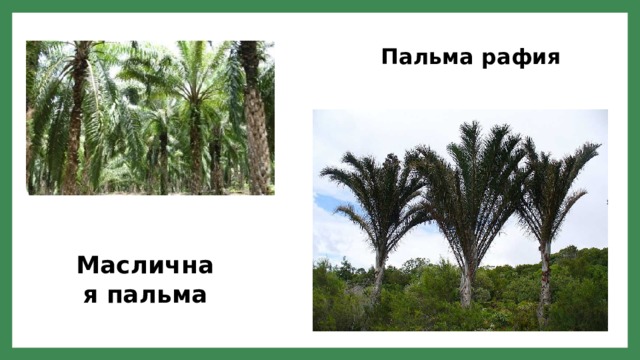 Пальма рафия Масличная пальма 