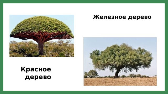 Железное дерево Красное дерево 