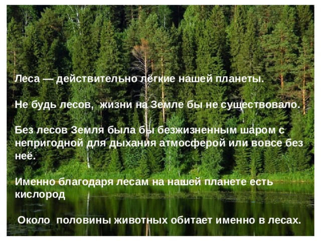 Интересные факты о лесных. Факты о лесе. Интересные факты о лесах. Интересные факты о лесах России. Удивительные факты о лесе.